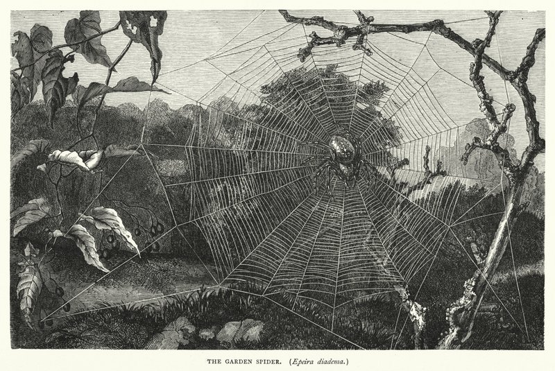 The Garden Spider, Epeira diadema by English School