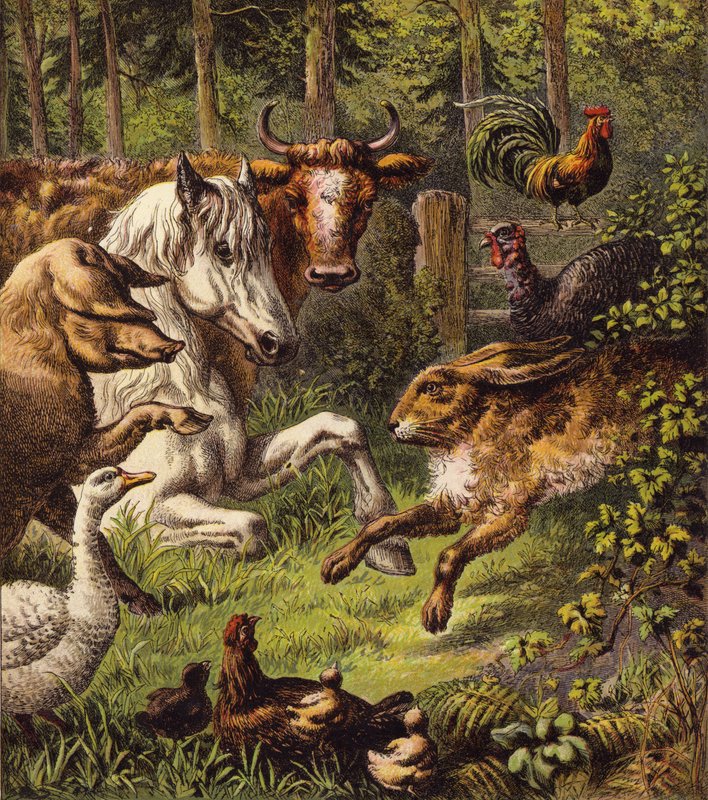The Hare and the Tortoise by English School