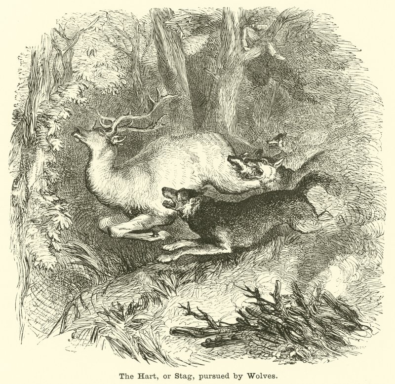 The Hart, or Stag, Pursued by Wolves by English School
