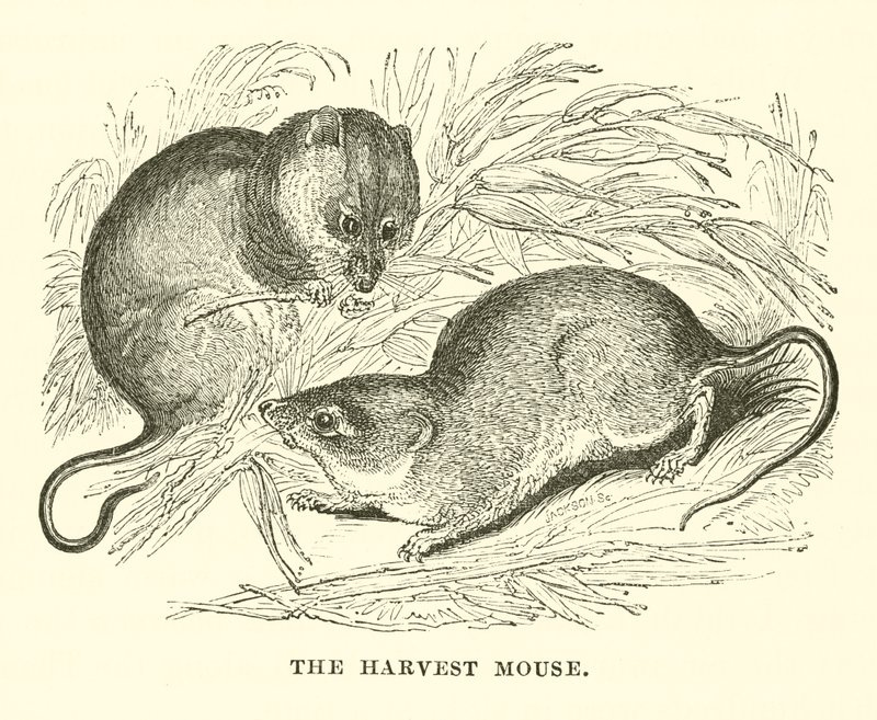 The Harvest Mouse (engraving) by English School