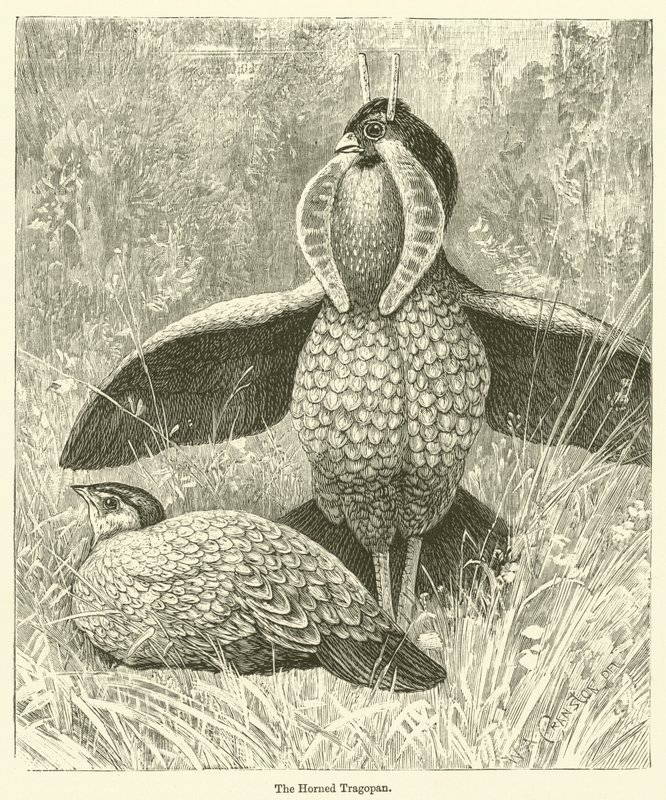 The Horned Tragopan by English School