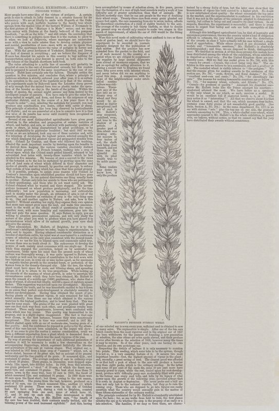 The International Exhibition, Hallett