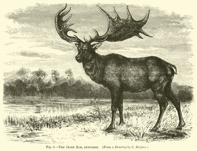 The Irish Elk, restored by English School