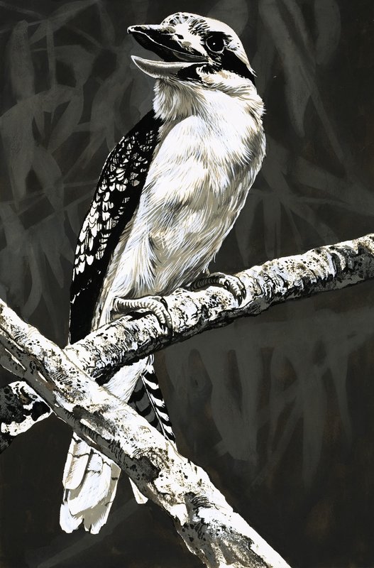 The Kookaburra by English School