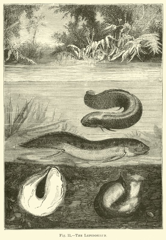 The Lepidosiren by English School