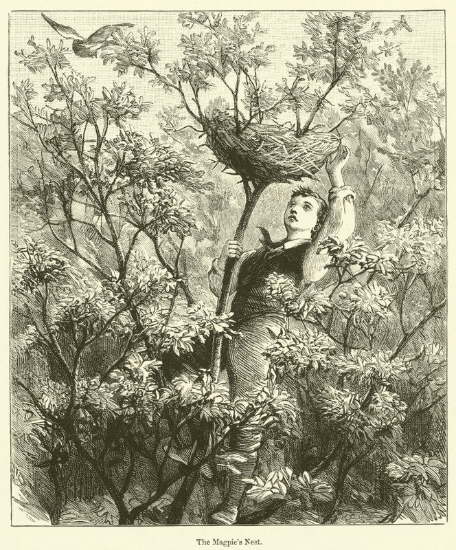 The Magpie
