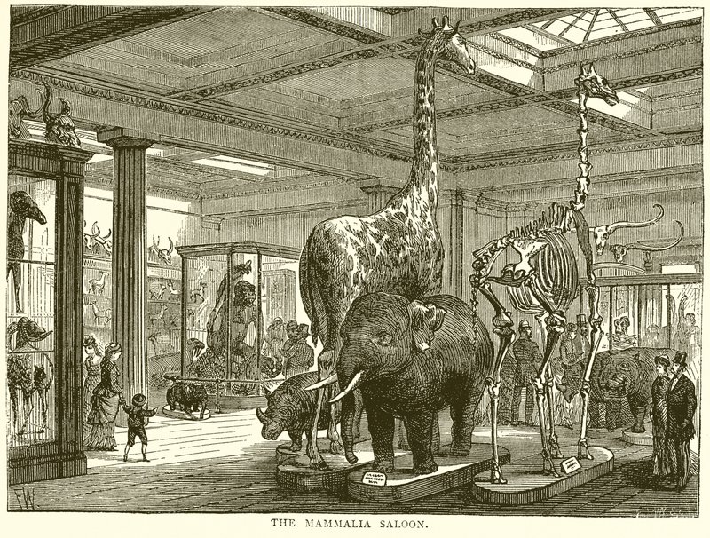 The Mammalia Saloon by English School