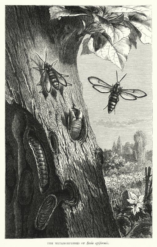 The Metamorphoses of Sesia apiformis by English School