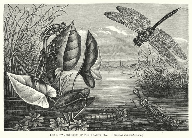 The Metamorphoses of the Dragon Fly, Aeschna maculatissima by English School