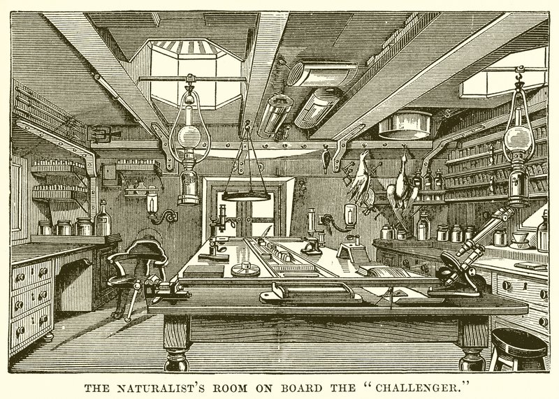 The Naturalist