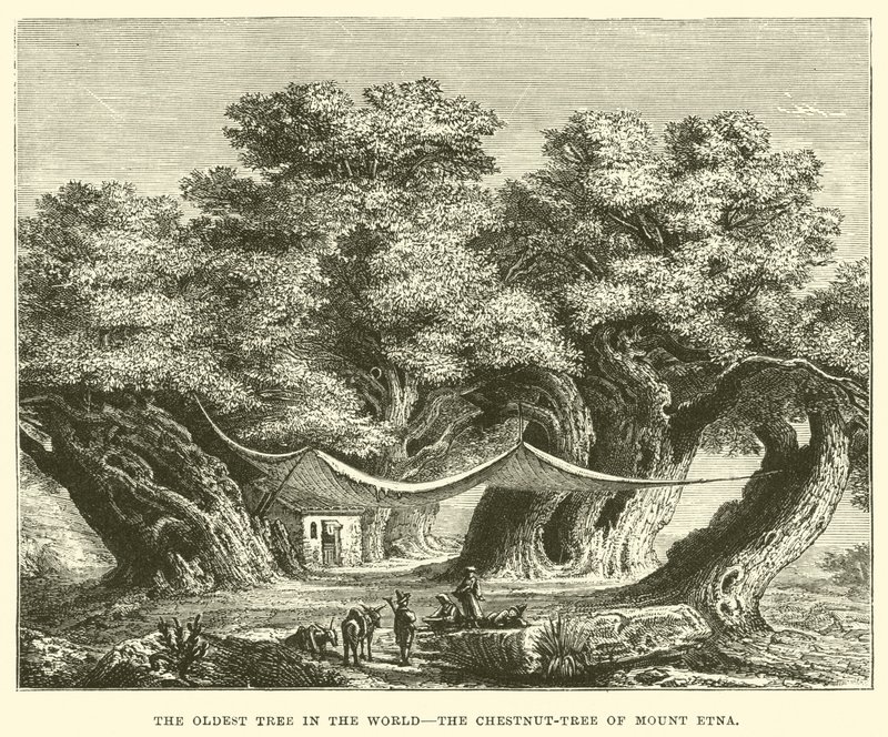 The Oldest Tree in the World, the Chestnut-Tree of Mount Etna by English School