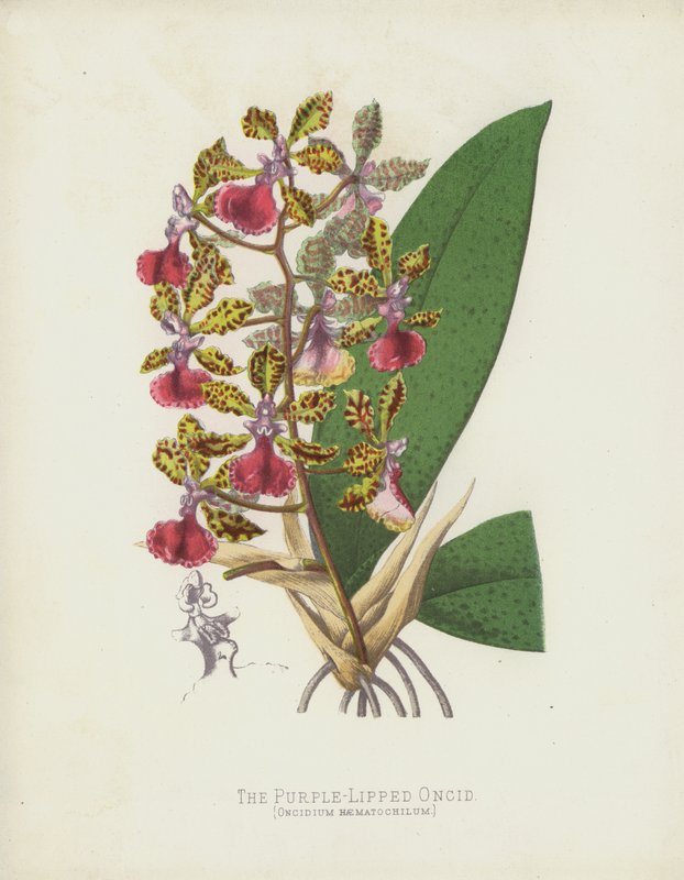 The Purple-Lipped Oncid, Oncidium Haematochilum by English School