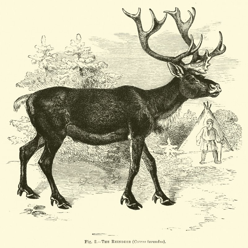 The Reindeer by English School