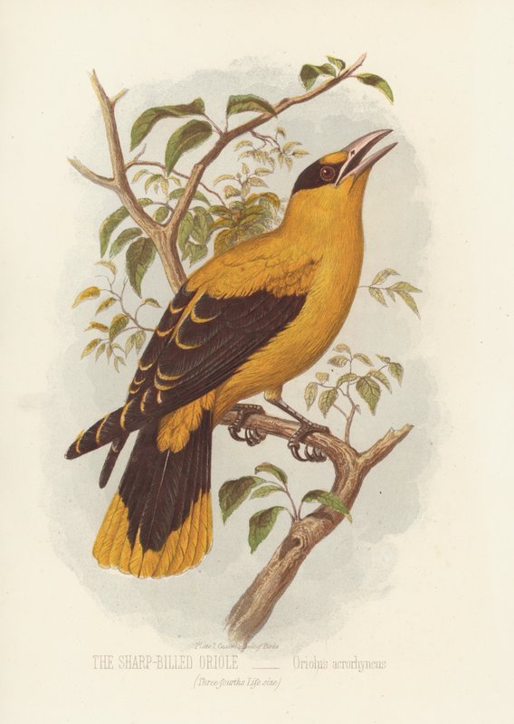 The Sharp-Billed Oriole, Oriolus Acrorhyncus by English School