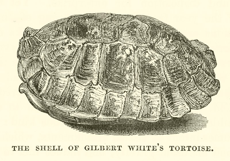 The Shell of Gilbert White