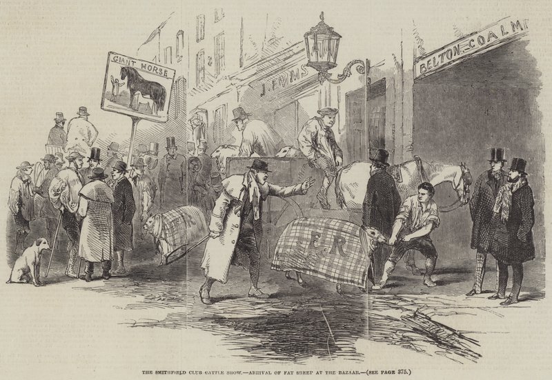 The Smithfield Club Cattle Show, Arrival of Fat Sheep at the Bazaar by English School