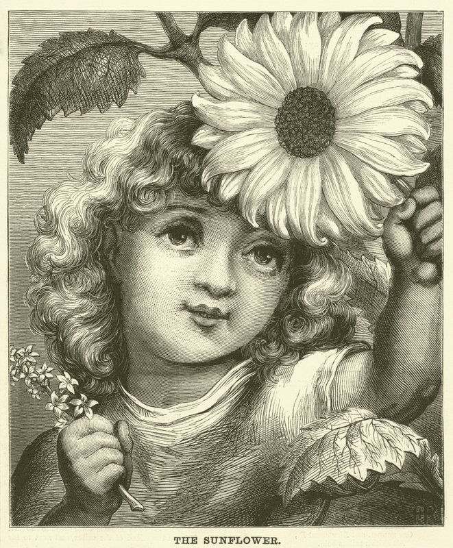 The Sunflower (engraving) by English School