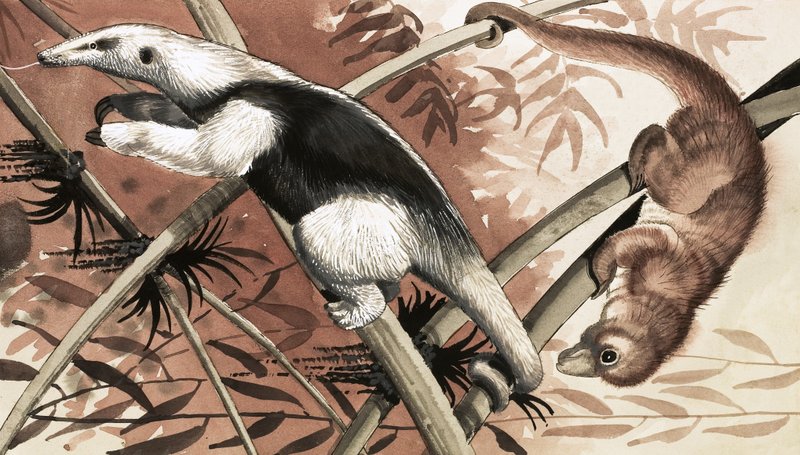 The Tamandua by English School