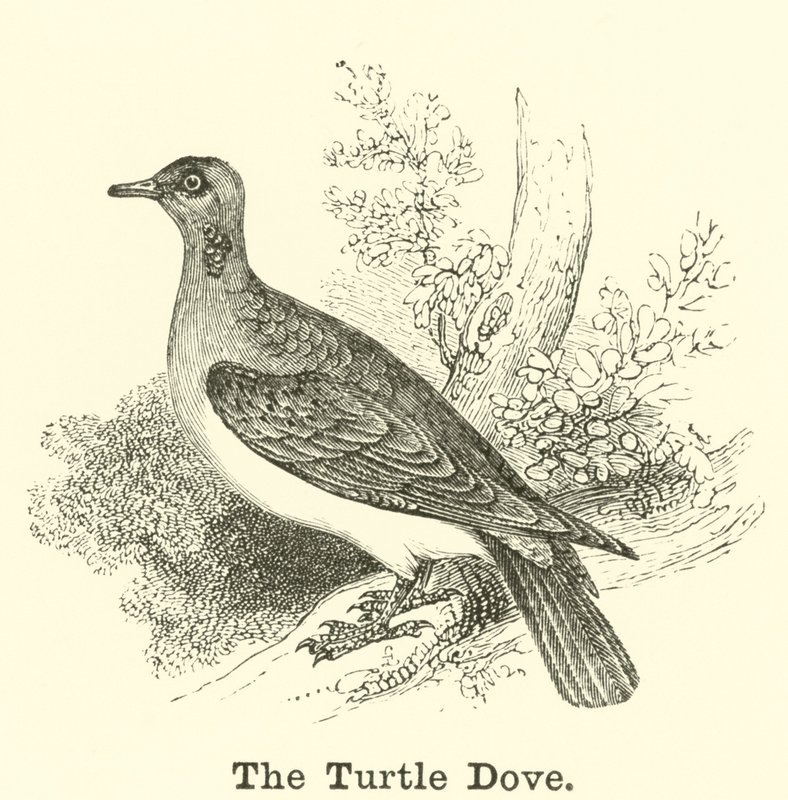 The Turtle Dove by English School