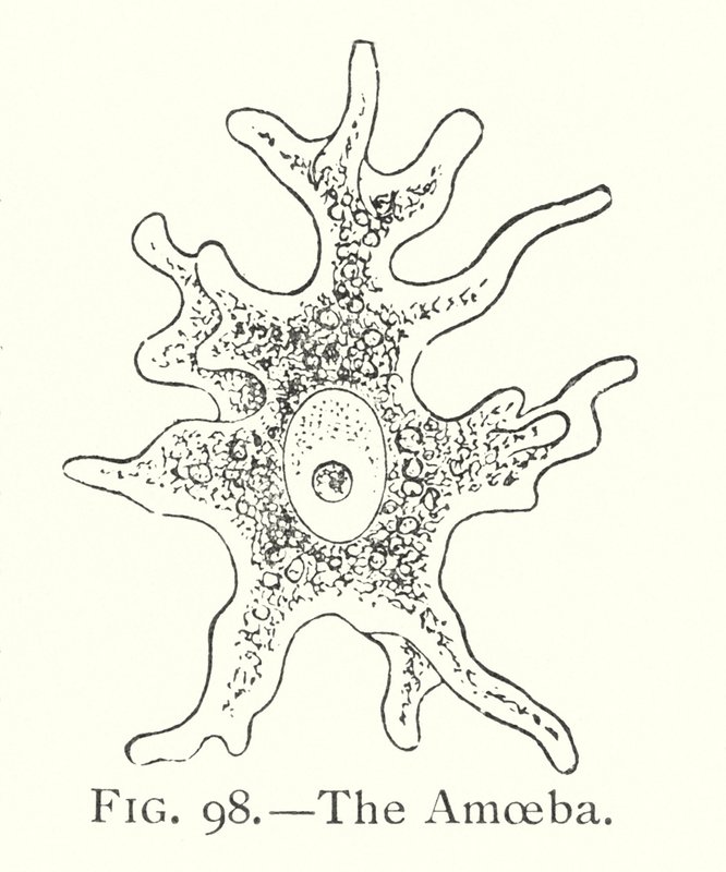 The amoeba by English School