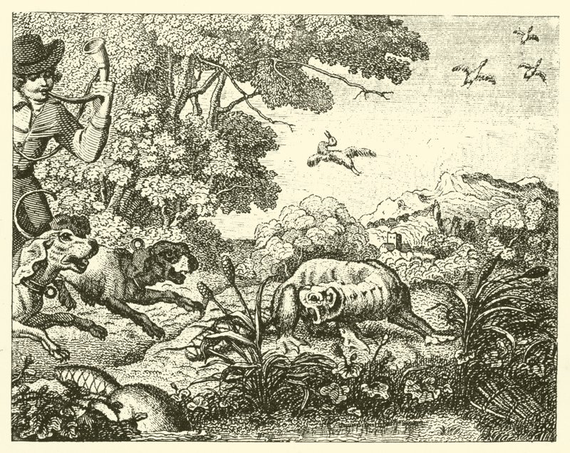 The Hunted Beaver by English School