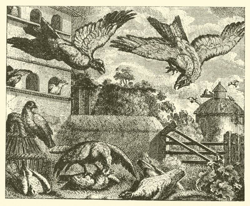 The Kite and the Pigeons by English School