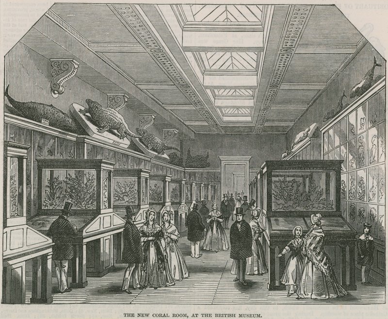 The New Coral Room at the British Museum by English School
