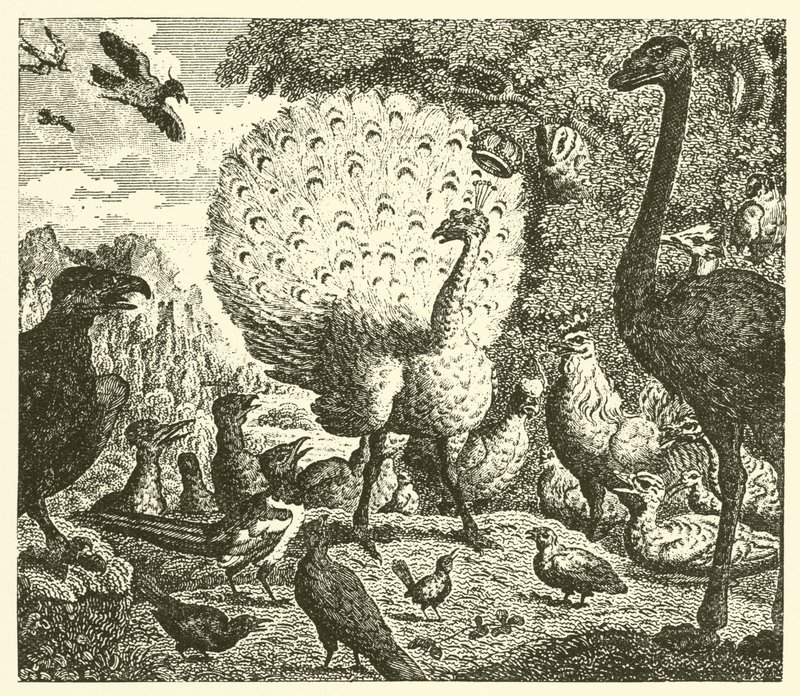 The Peacock and the Magpie by English School