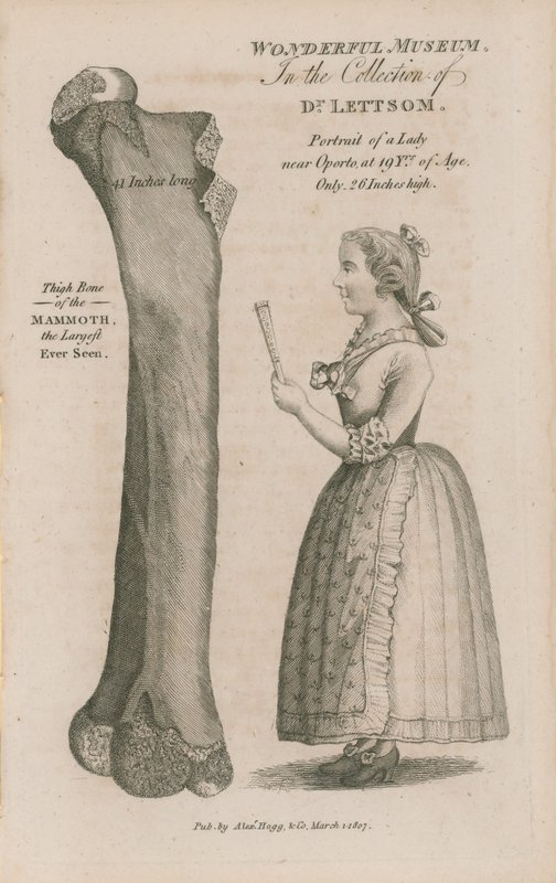Thigh Bone of the Mammoth by English School