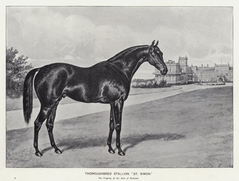 Thoroughbred Stallion 