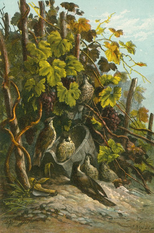 Thrushes and Grapevine by English School
