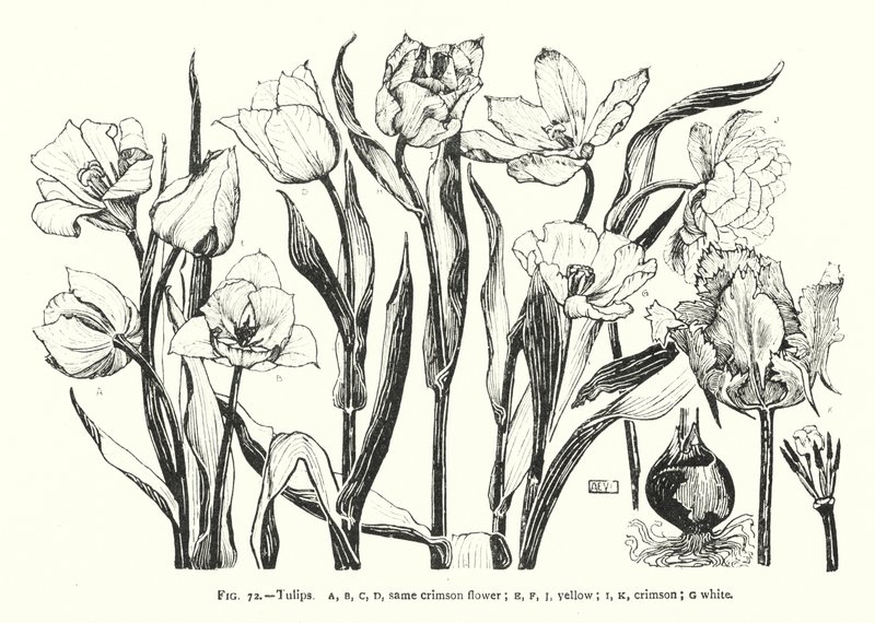 Tulips; same crimson flower; yellow; crimson; white by English School