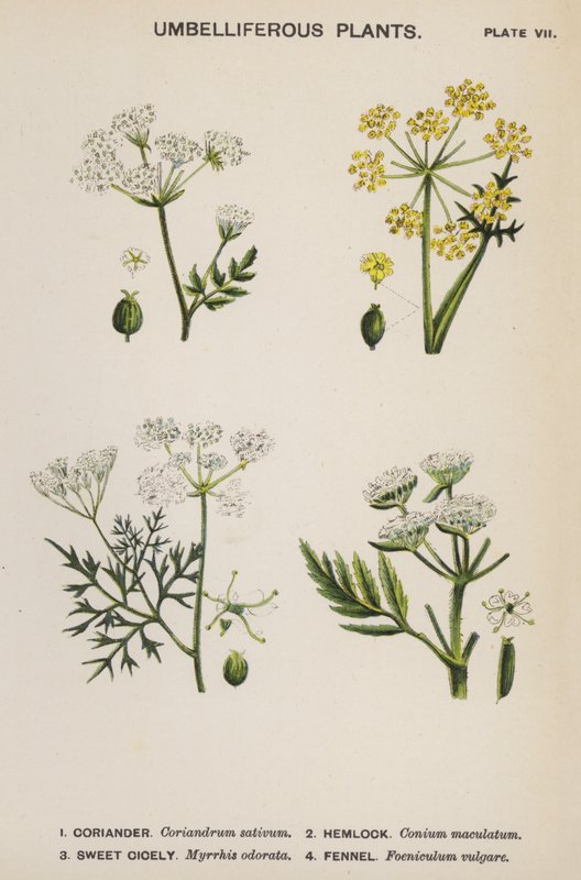 Umbelliferous Plants by English School