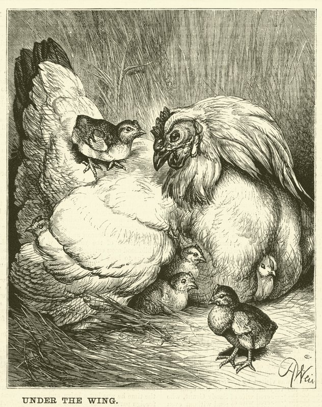 Under the Wing by English School