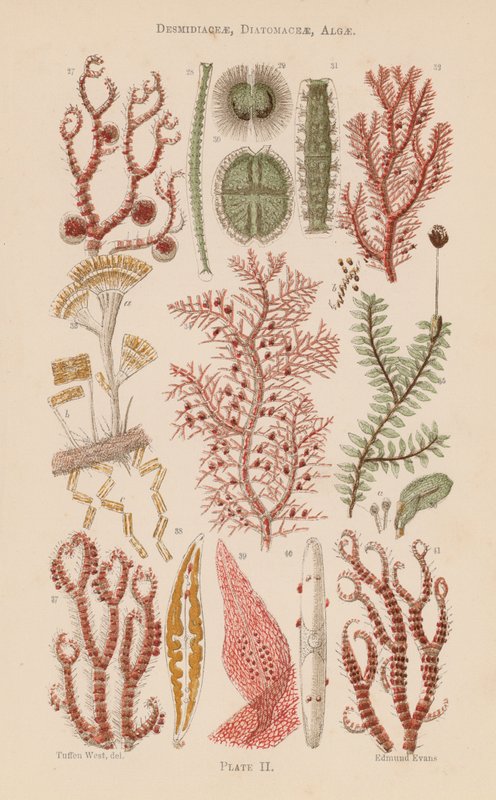 Under the microscope: Desmidiaceae, Diatomaceae, Algae by English School