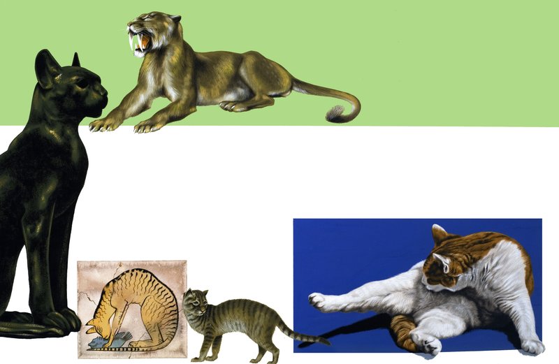 Unidentified Cats Through the Ages Montage by English School