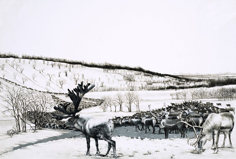 Unidentified Herd of Reindeer by English School