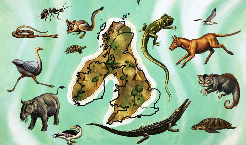 Unidentified Montage of Animals Around Map of Great Britain by English School