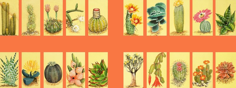 Unidentified Montage of Cacti by English School