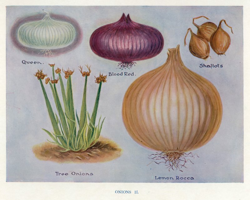 Vegetable Grower