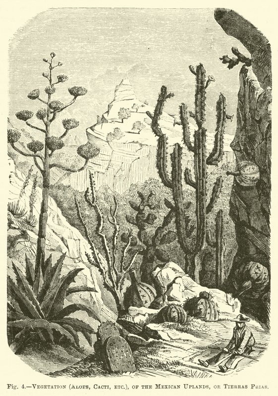 Vegetation (Aloes, Cacti, etc.), of the Mexican Uplands, or Tierras Frias by English School