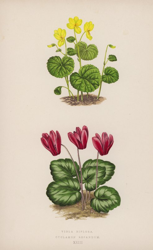Viola Biflora; Cyclamen Repandum by English School