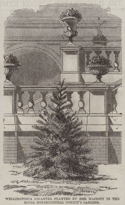Wellingtonia Gigantea planted by Her Majesty in the Royal Horticultural Society