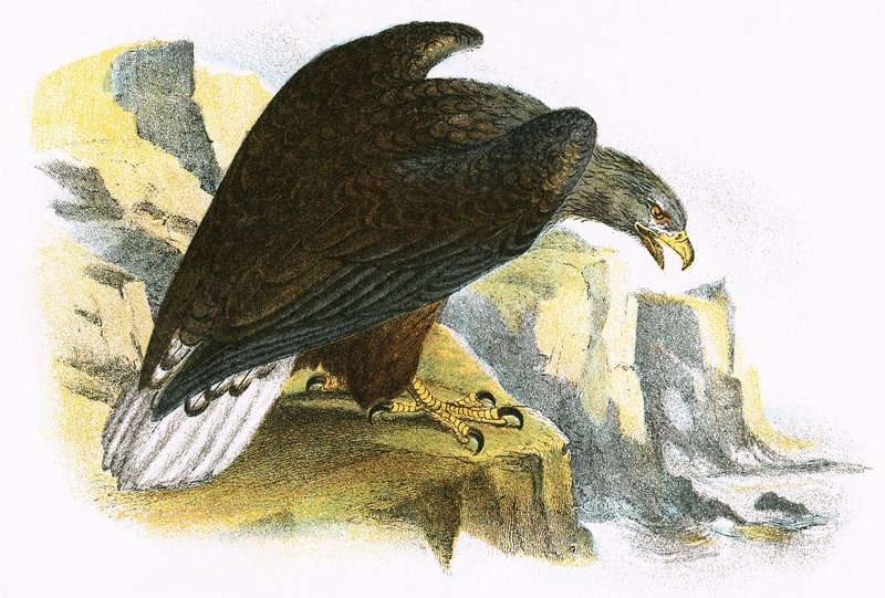 White Tailed Sea Eagle by English School