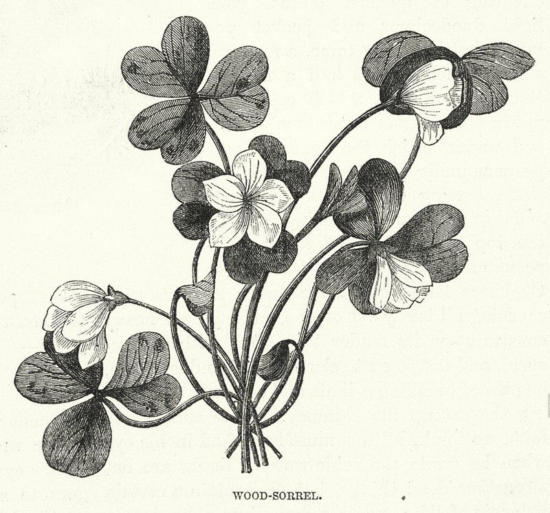 Wood-Sorrel by English School