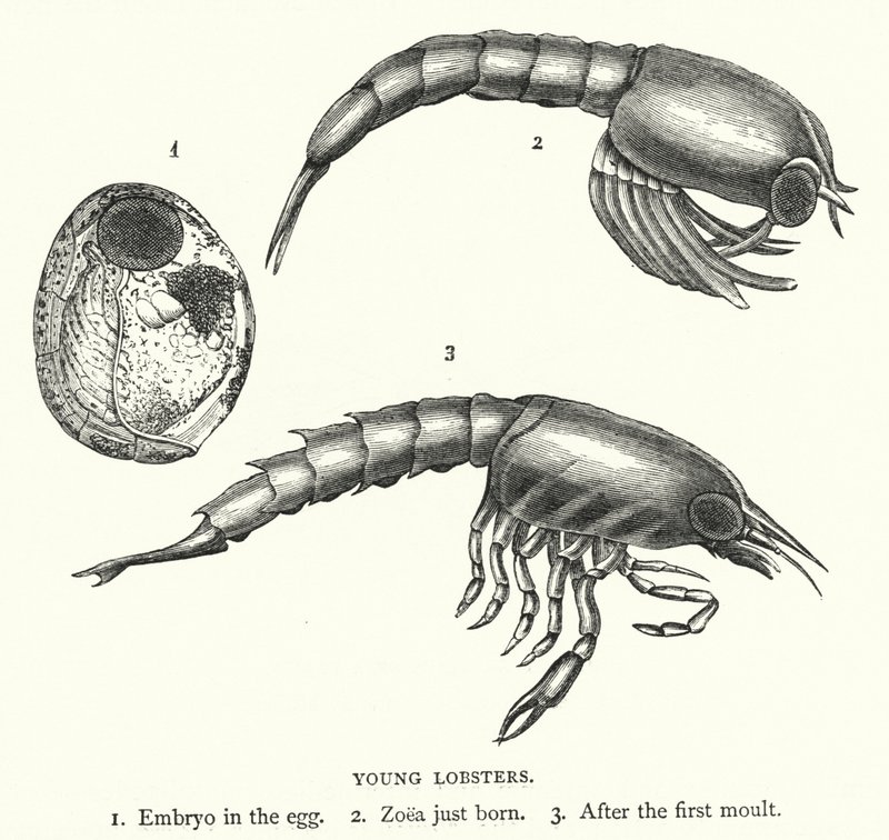 Young Lobsters by English School