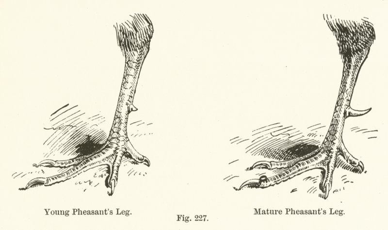 Young Pheasant