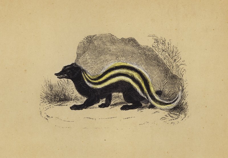 Zorilla by English School