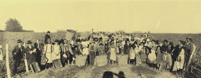 Grape harvest in the vineyards of Vina Lontue, Santiago, Chile by European Photographer