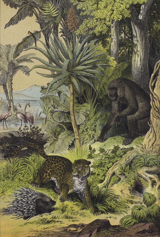 Animals and plants of Equatorial Guinea by European School